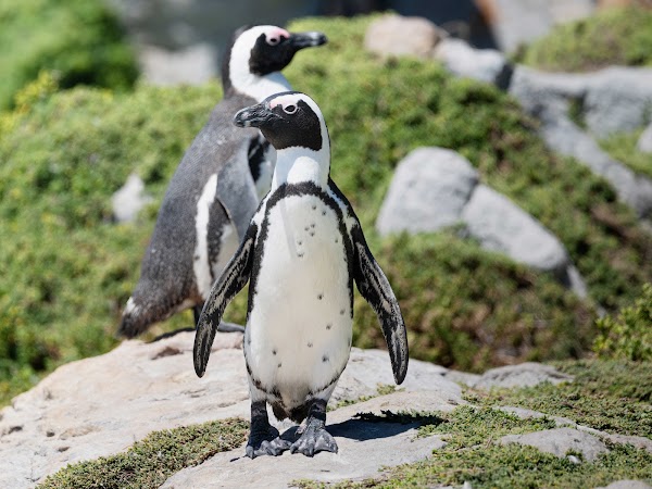 Stony Point Penguin Colony Entrance🐧 1