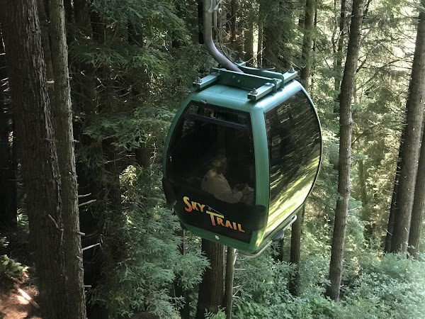 Trees of Mystery 5
