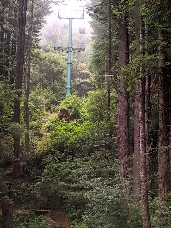 Trees of Mystery 4