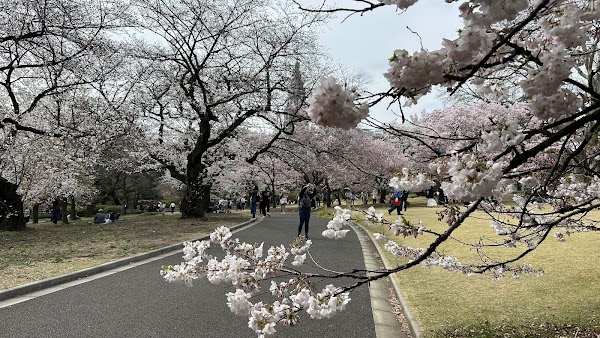 Shinjuku Gyoen Cherry Tree Area 1