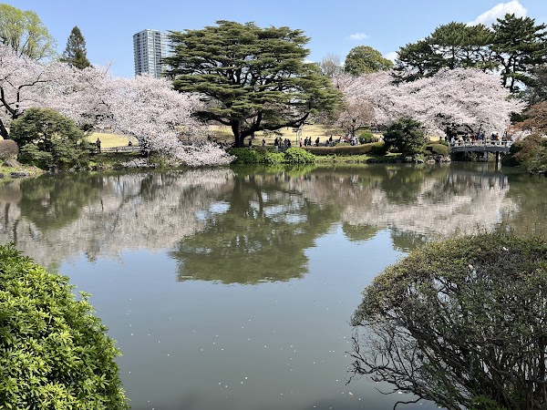 Shinjuku Gyoen Cherry Tree Area 5