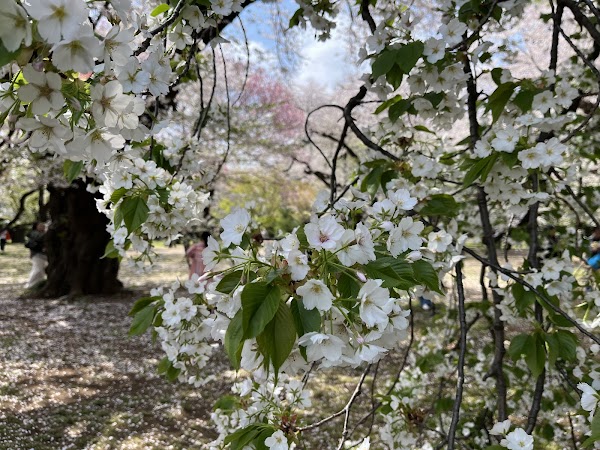 Shinjuku Gyoen Cherry Tree Area 4