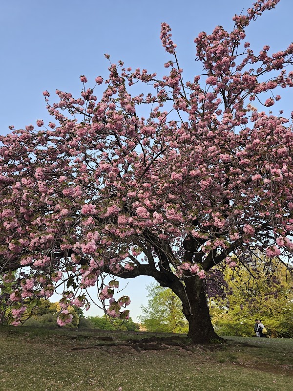 Shinjuku Gyoen Cherry Tree Area 3