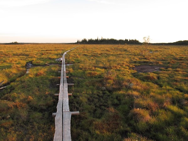 The Great Bog National Park