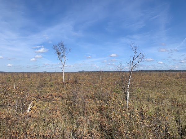 The Great Bog National Park 4