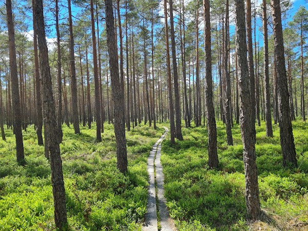 The Great Bog National Park 2