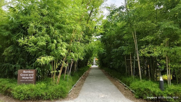 Bamboo Grove and Waterfall