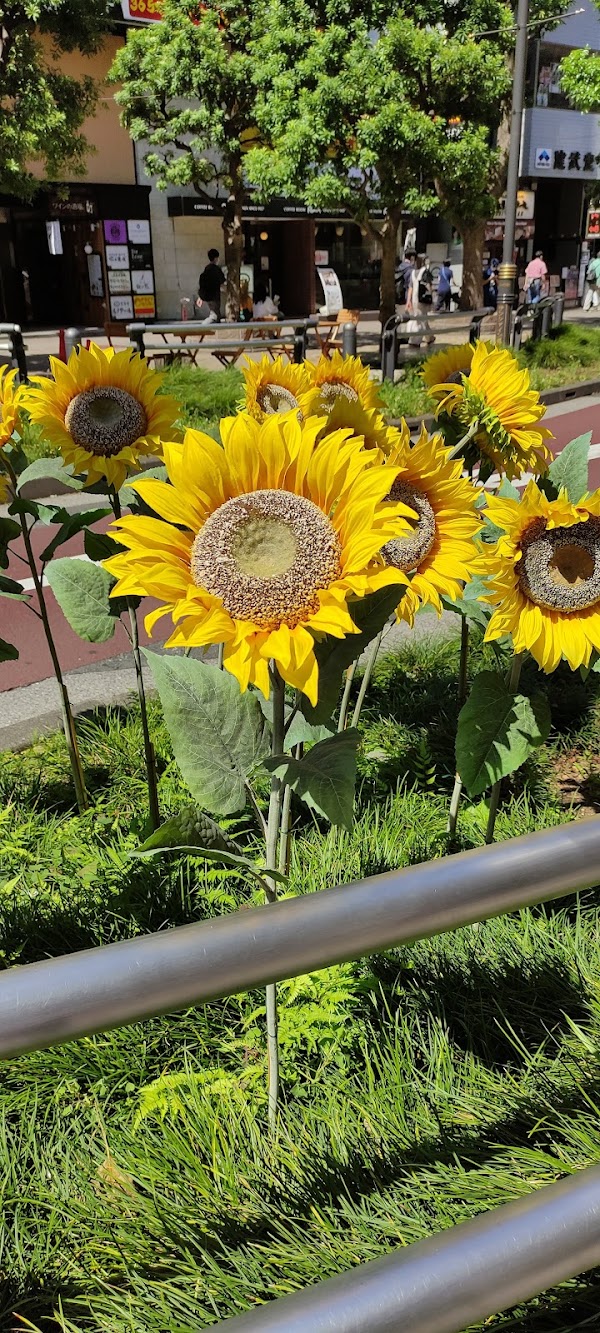 Sunshine 60 Street
