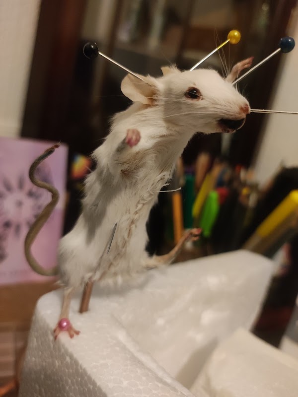 Nevermore Taxidermy