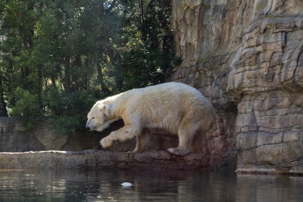 Polar Bear Plunge