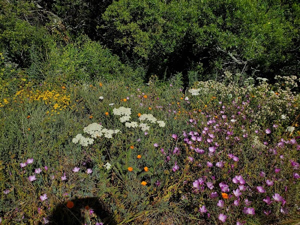 Soberanes Canyon Trail 5