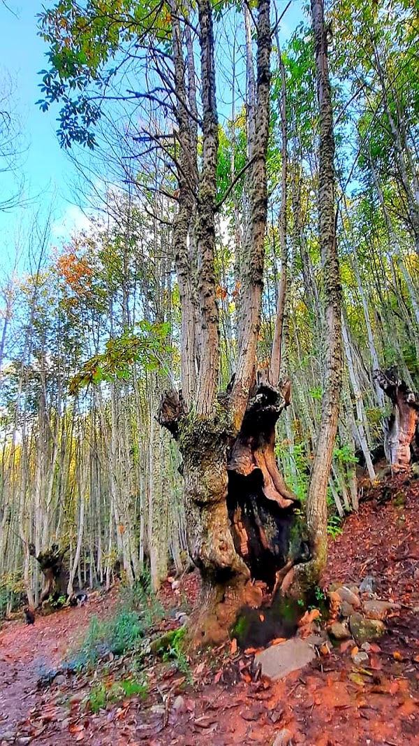 La Cuevona 3