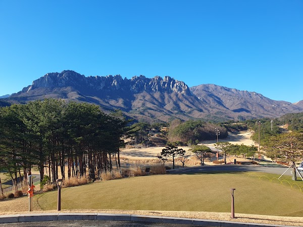 Sono Felice del Pino 4