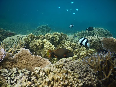 Palolo Deep Marine Reserve