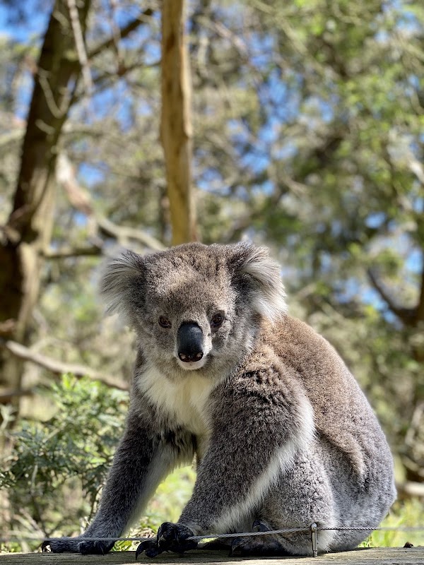 Koala Conservation Reserve 3