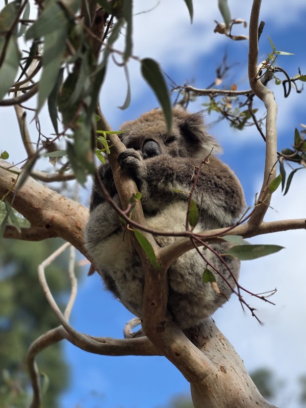 Koala Conservation Reserve 2