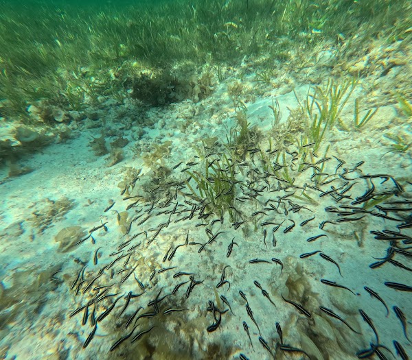 Tubod Marine Sanctuary 5