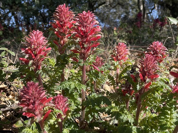 Foothills Open Space Preserve 3