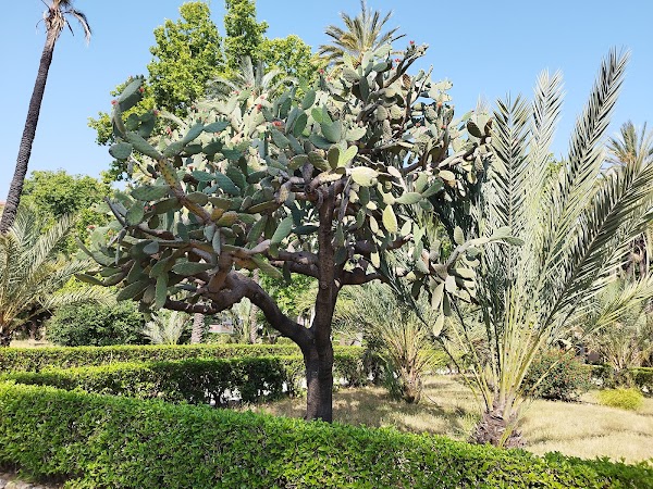 Villa Bonanno 3