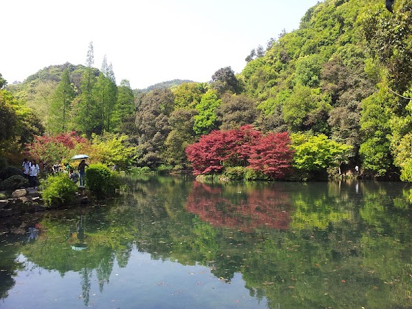Nine Creeks in Misty Forest 5