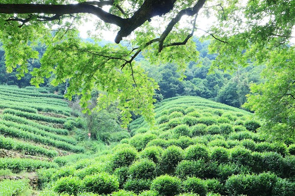 Nine Creeks in Misty Forest 4