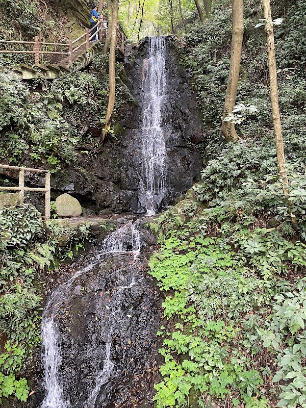 Nine Creeks in Misty Forest 3