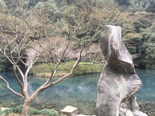 Nine Creeks in Misty Forest 2