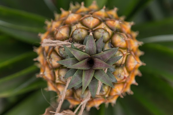 Plantação Ananases A Arruda