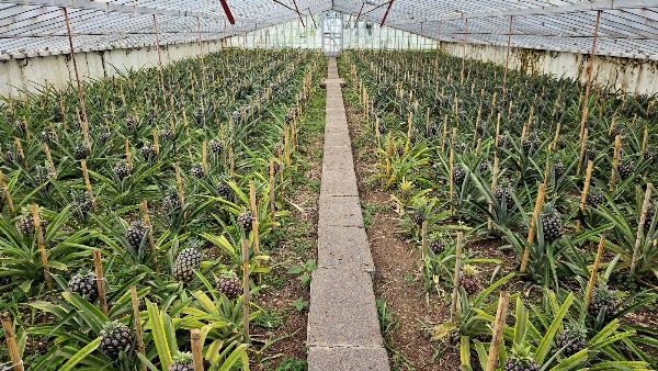 Plantação Ananases A Arruda 5