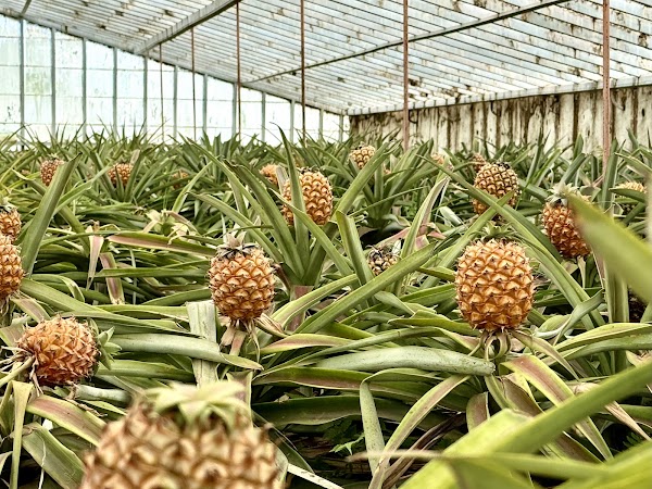 Plantação Ananases A Arruda 4