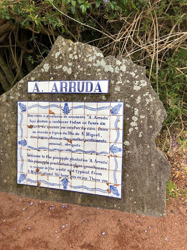 Plantação Ananases A Arruda 2
