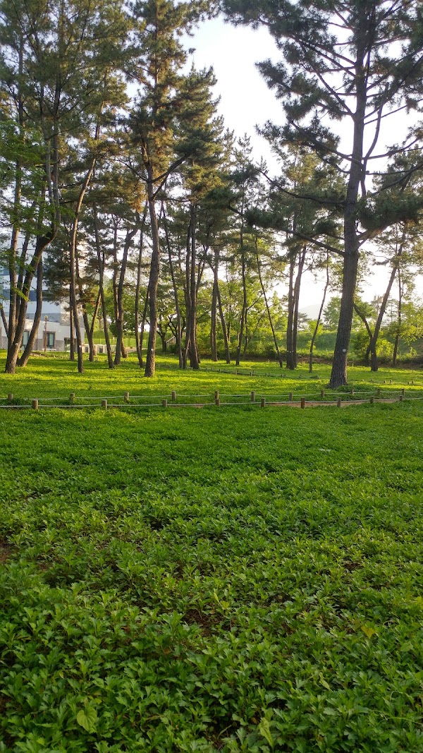 Cherry Blossom 🌸 65