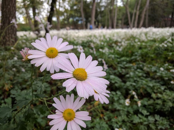 삼문공설운동장 5