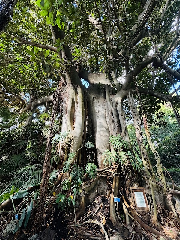 Orto Botanico di Cagliari 4