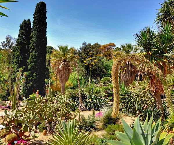 Orto Botanico di Cagliari 3