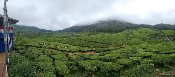 Munnar Tea Garden