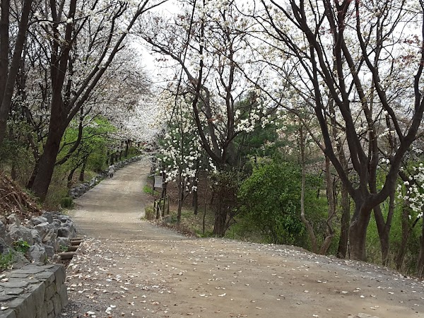 Daemosan City Environment Park 1