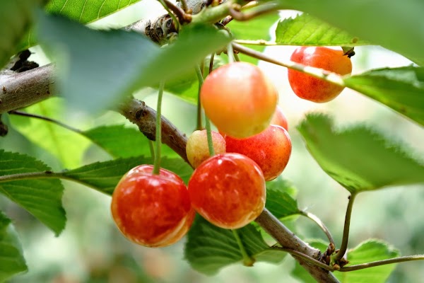 Nitori Tourist Orchard / Yamamoto Orchard