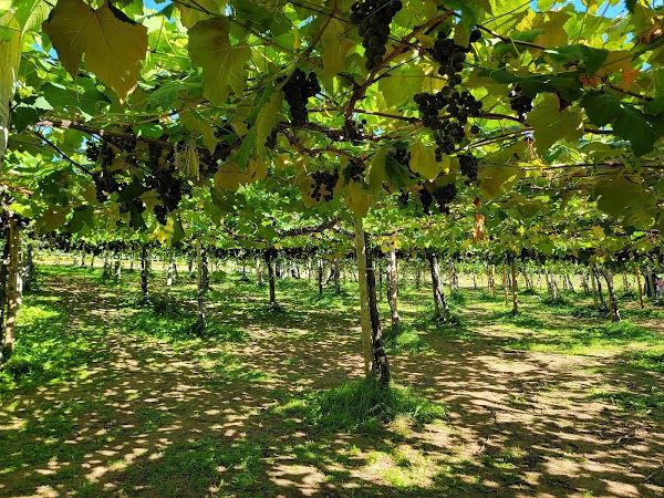 Nitori Tourist Orchard / Yamamoto Orchard 4