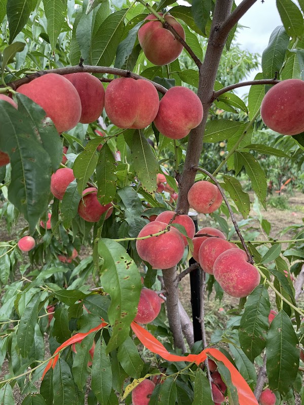 Nitori Tourist Orchard / Yamamoto Orchard 3