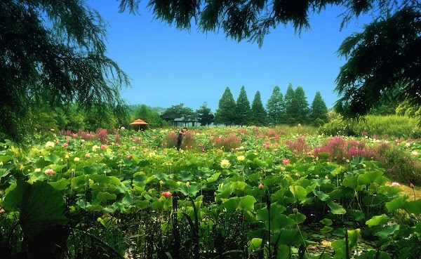 Cheongsan Arboretum 1