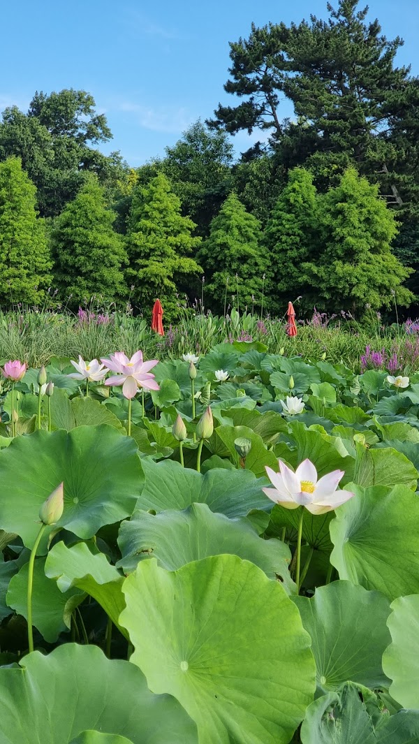 Cheongsan Arboretum 2