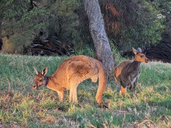 Heirisson Island Kangaroo Sanctuary 1