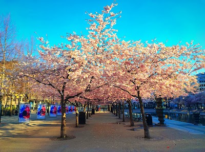 Kungsträdgården 2