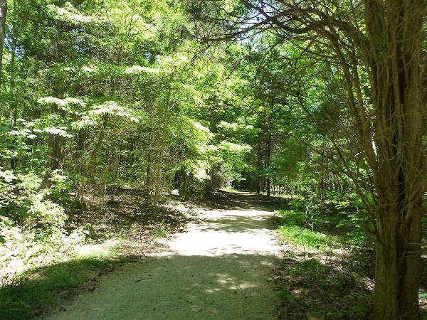 Reedy Creek Nature Preserve 4