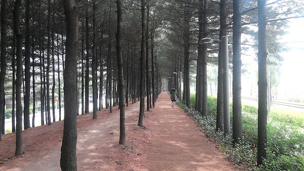 Gyeongchun Line Forest Trail 5