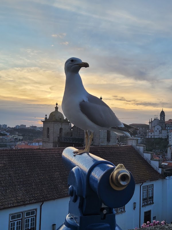 Miradouro da Rua das Aldas 4
