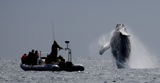 Trinity Eco-Tours and Lodge