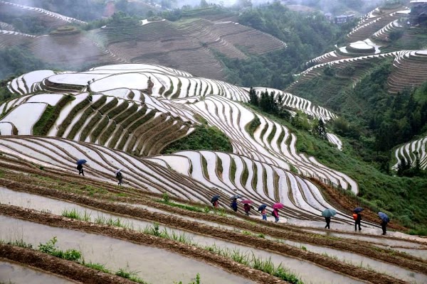 Longji Rice Terrace Scenic Spot 5