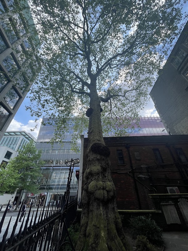 Oldest tree in City of London 1